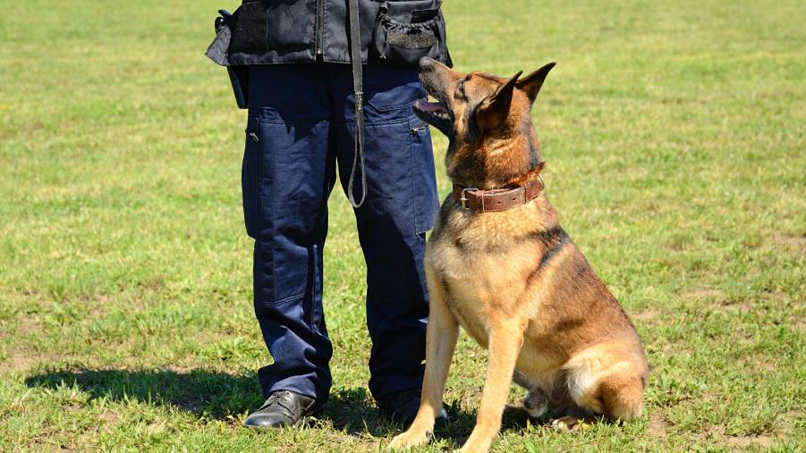 mold detection k9 (1)